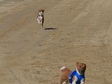 Golden Rabbit European Sandtrack-Derby Th. Ernst (179)